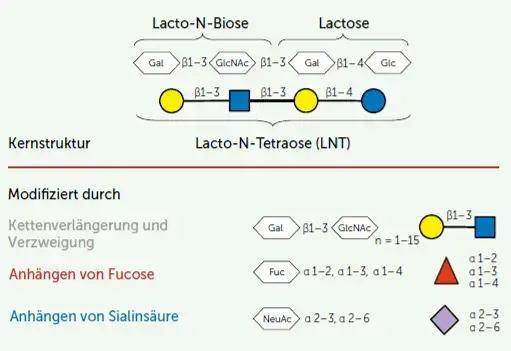 HMO Kernstruktur HMO Kernstruktur